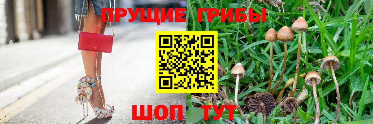 Псилоцибиновые грибы GOLDEN TEACHER  Псилоцибиновые грибы GOLDEN TEACHER  Сертолово  Вход с VPN 